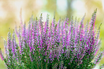 Selective focus of purple flowers Calluna vulgaris the garden, Heath, ling or simply heather is the sole species in the genus Calluna in the flowering plant family Ericaceae, Nature floral background. - obrazy, fototapety, plakaty