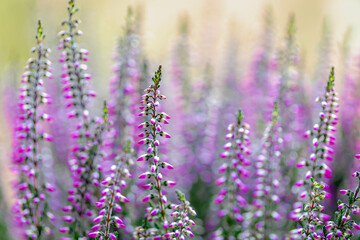 Naklejka premium Selective focus of purple flowers Calluna vulgaris the garden, Heath, ling or simply heather is the sole species in the genus Calluna in the flowering plant family Ericaceae, Nature floral background