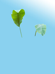 Two red Heliconia bihai , red palulu or banana leaves isolated on blue and white background and cut out. tropical flower