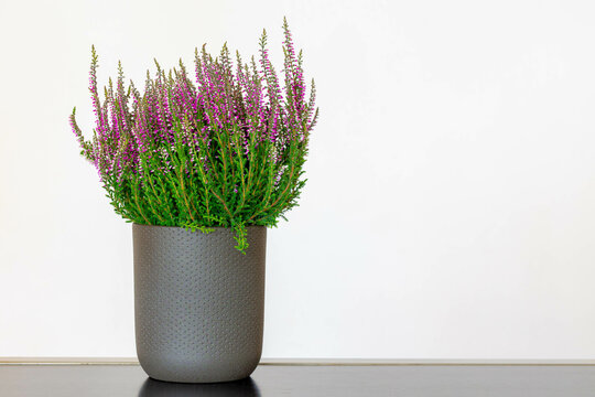 Selective focus of purple flowers Calluna vulgaris flower pot, Heath, ling or simply heather is the sole species in the genus Calluna in the flowering plant family Ericaceae, Nature floral background.