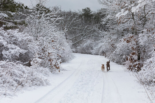 two dog friends run off-leash on road in snowy landscape
