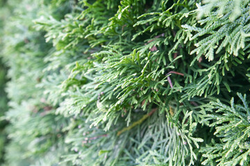 Shallow depth of field view of lush green cedar hedge; close up of cedar shrub extending into the distance