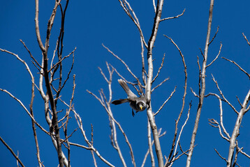 Australian Noisy Miner (Manorina melanocephala)