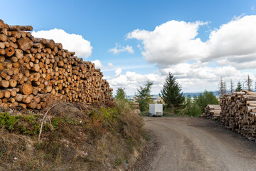 Big pile of wooden timber pine logs stacked near dirt road countryside against blue sky and forest. Sawmill woods cutting industry. Illegal deforestation. Firewood logging for winter heating