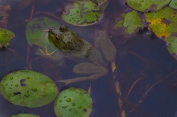 Frog in a pond 