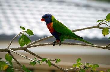 Rainbow Lorikeet (Trichoglossus moluccanus)