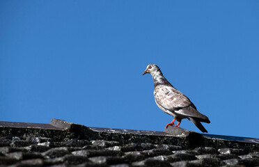 Rock Pigeon (Columba livia)