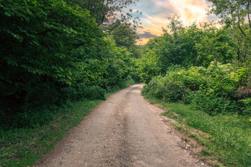 Gravel road in the forest
