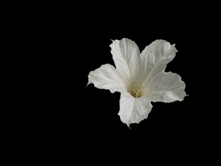 White flowers and flower buds isolated on black background and cut out of the native and endemic tree of Brazil, Cordia superba called by the common name of white aloe