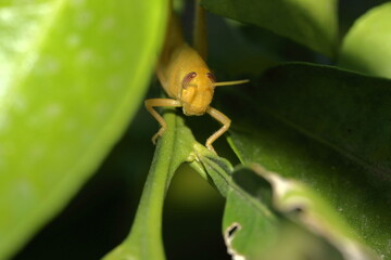 Yellow Grasshopper on an Orange tree Branch