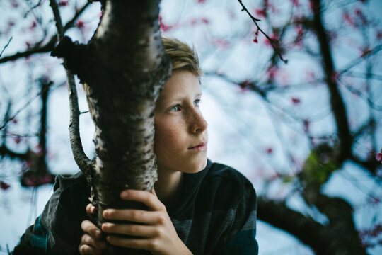 Pre-teen boy climbs cherry tree with blue sky in nature