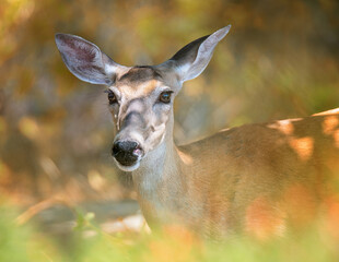 Obraz premium Closeup of a White tailed deer, female doe. Natural nature background.