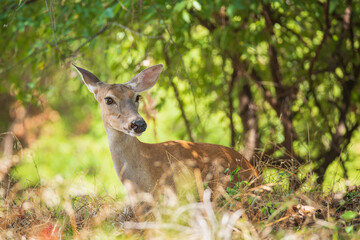 Obraz premium White tailed deer, female doe, hiding in the woods on a hot summer day in Texas. Closeup.