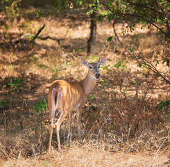 White tailed deer, female doe, hiding in the woods on a hot summer day in Texas