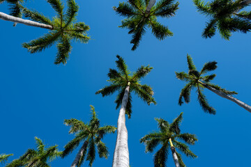 Tall Royal Palm Trees Against a Blue Sky.