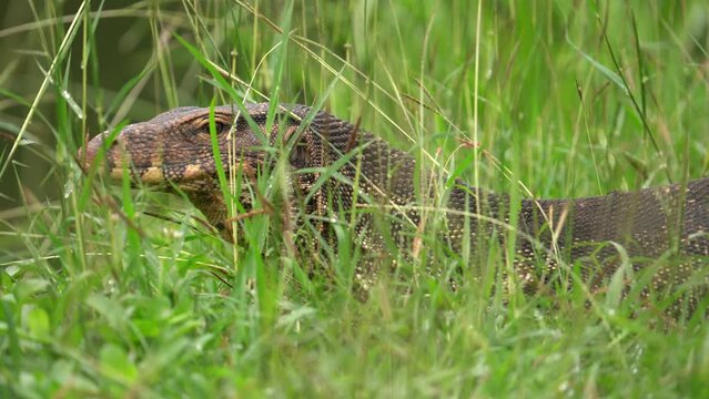 Asian Water Monitor Reptile Resting on the Grass at Park