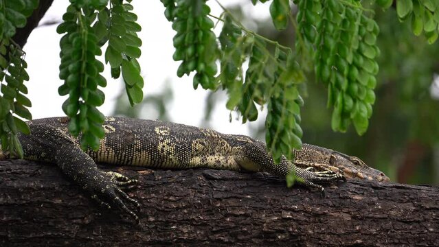 Asian Water Monitor Reptile Resting On A Huge Tree Branch In the Wild