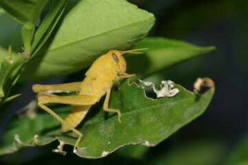 Yellow Grasshopper munching on leaf