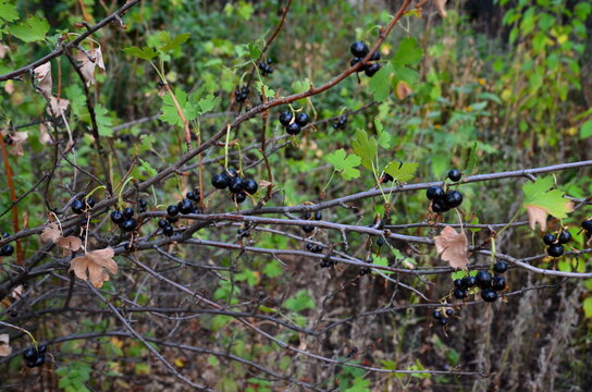Shrub with ripe yoshta berries, rich in vitamins.