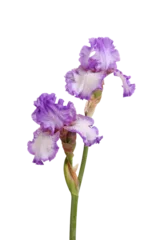 Tuinposter Stem of two purple and white plicata flowers of bearded iris (Iris germanica) © sbgoodwin