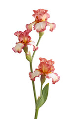 Fototapeta na wymiar Stem of three burgundy and white plicata flowers of bearded iris (Iris germanica)