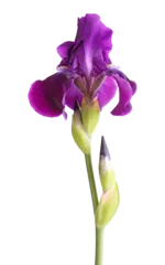 Fotobehang Stem a single deep purple flower of bearded iris (Iris germanica) and two developing buds © sbgoodwin