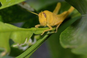 Yellow Grasshopper on leaf stem