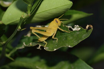 Yellow Grasshopper Eating Orange tree leaf