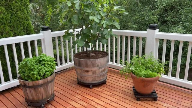 4k video of home garden on outdoor wood cedar deck during summer time 