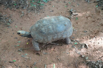 Obraz premium turtle on the ground