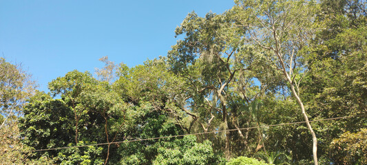forest bush grass foliage tropical vegetation bromeliad flower tree trunk texture leaf green life...