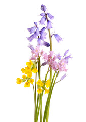 Bouquet of cowslips, pink and blue English bluebells 