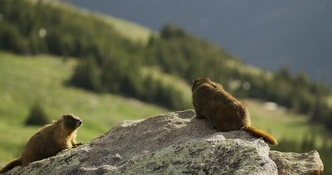 Wild Marmot in Mountains at sunset

