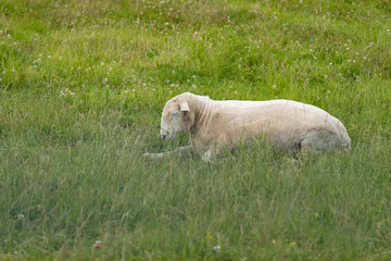 Cute sleeping white sheep on a green meadow