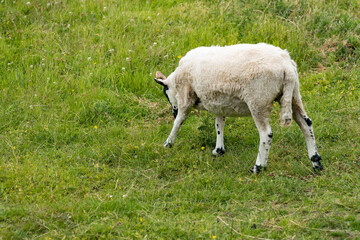 Obraz na płótnie Canvas White sheared sheep grazing on a pasture 