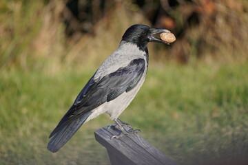 crow with nut in the beak