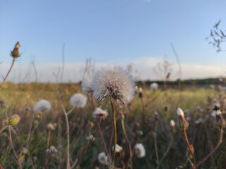 Fototapeta na wymiar flowers in the meadow