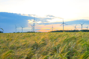 Wind renewable energy.Wind generators in a wheat field.Ripe wheat and windmills.R Alternative energy sources.Environmentally friendly natural energy source. Natural renewable eco energy.