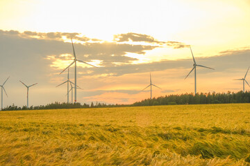 Wind generators in a wheat field.Ripe wheat and windmills.R Alternative energy sources.natural energy source. Wind renewable energy.