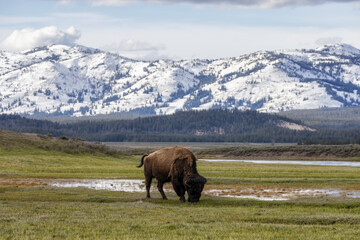 Fototapeta na wymiar Bison eating grass in American Landscape. Yellowstone National Park. United States. Nature Background.