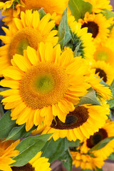 Obraz premium Selective focus closeup of large yellow sunflowers