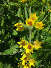 Yellow Loosetrife or Lysimachia Punctata is one oft the earliest flowers in my springtime Garden
