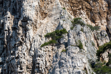 Fototapeta na wymiar Mediterranean pine tree growing on white limestone rocks and cliffs in Calanques national park, Provence, France