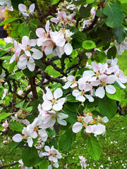 Apple Blossom in Springtime in my Garden in Burnley. the dwarf tree is not loaded with shiny apples