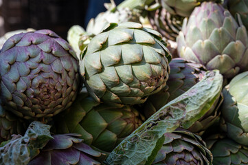 Fototapeta premium Fresh raw heads of artichokes plants for sale on farmers market