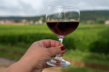 Tasting of red dry pinot noir wine in glass on premier and grand cru vineyards in Burgundy wine making region near Vosne-Romanée village, France