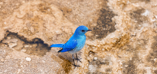Small Colorful Bird at Hot Spring Landscape with unique ground formation. Mammoth Hot Springs, Yellowstone National Park, Wyoming, United States.