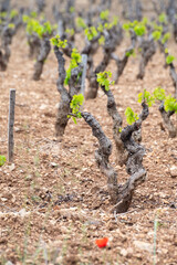 Old vineyards of Cotes de Provence in spring, Bandol wine region, wine making in South of France