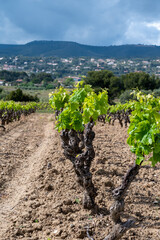 Fototapeta na wymiar Green vineyards of Cotes de Provence in spring, Bandol wine region, wine making in South of France
