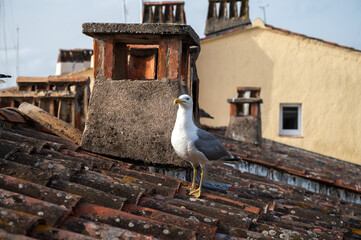 Adult seagulls birds on old tiled roof in Provence, France